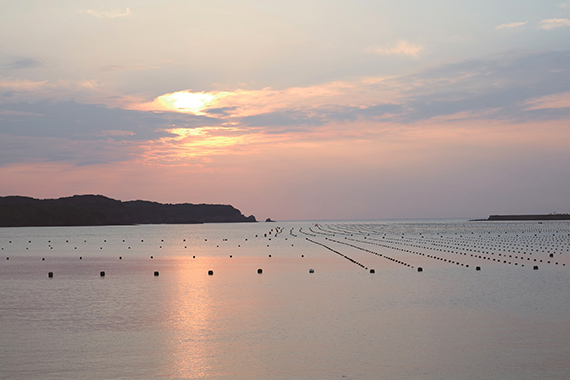 上質なアコヤ真珠を育む　長崎県壱岐島