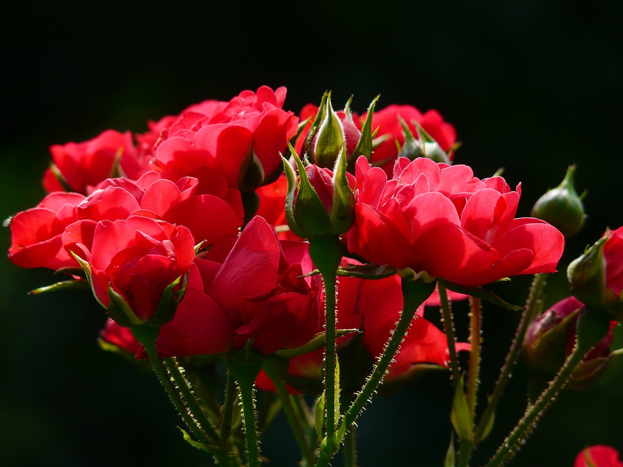 薔薇の花言葉とは プロポーズの時に知っておきたい本数や色ごとの違い プロポーズ準備室 最高のプロポーズを知って相談できるサイト